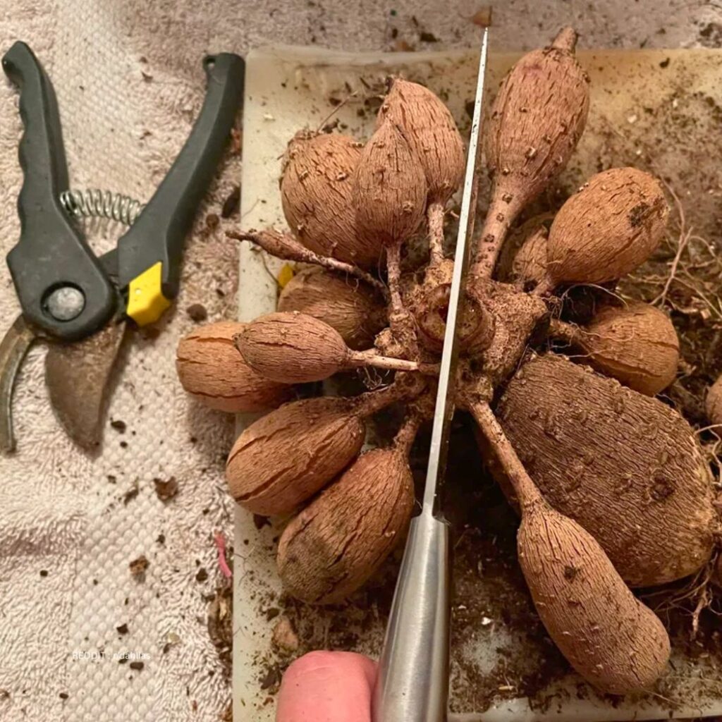 Dividing Dahlias Tubers 1