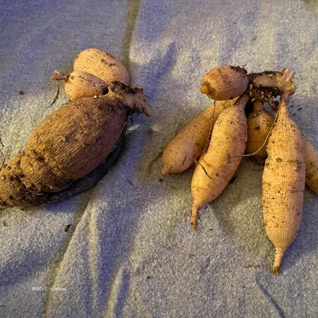 Dividing Dahlias Tubers 2