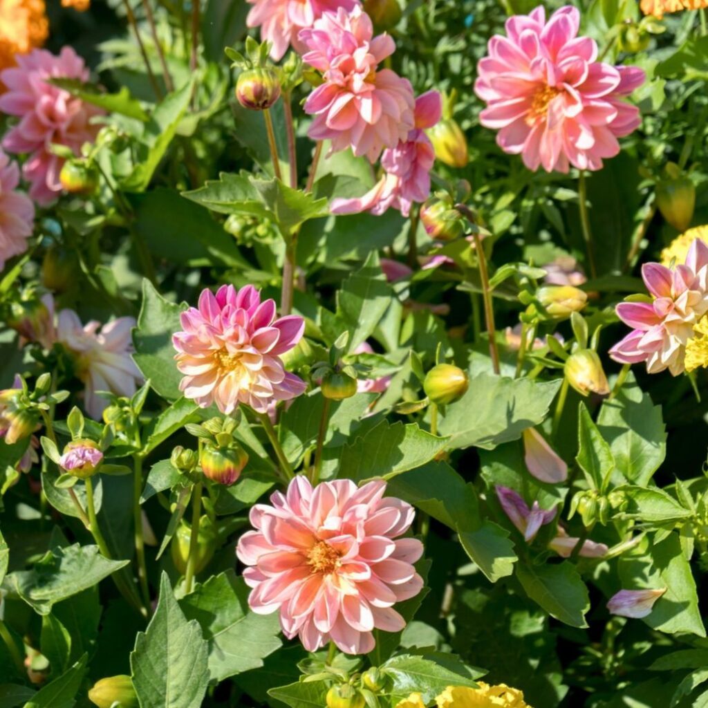 Dwarf dahlias