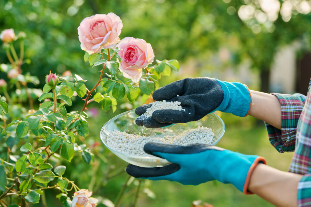 Fertilising Rose Flower
