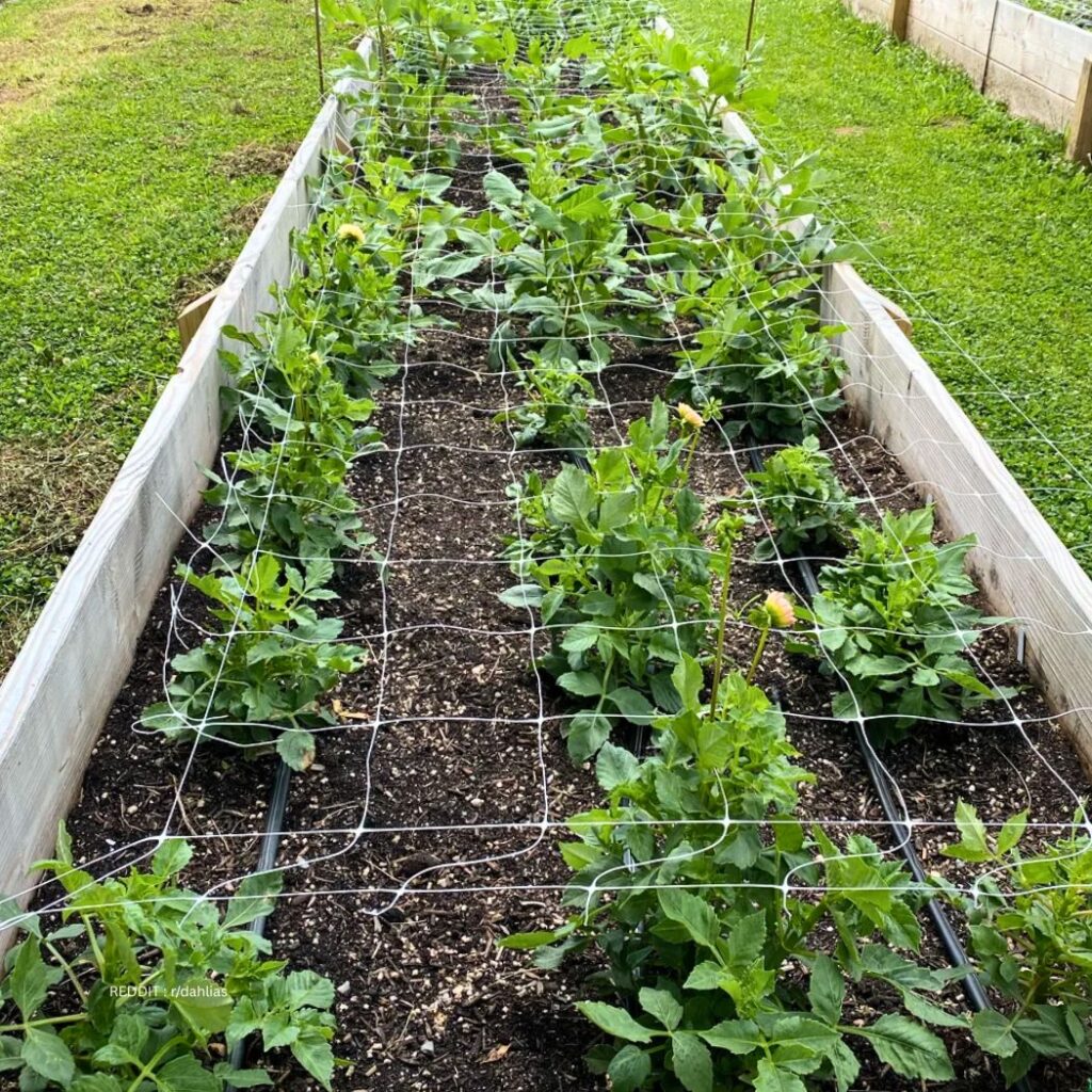 Fertilizing Dahlias 1