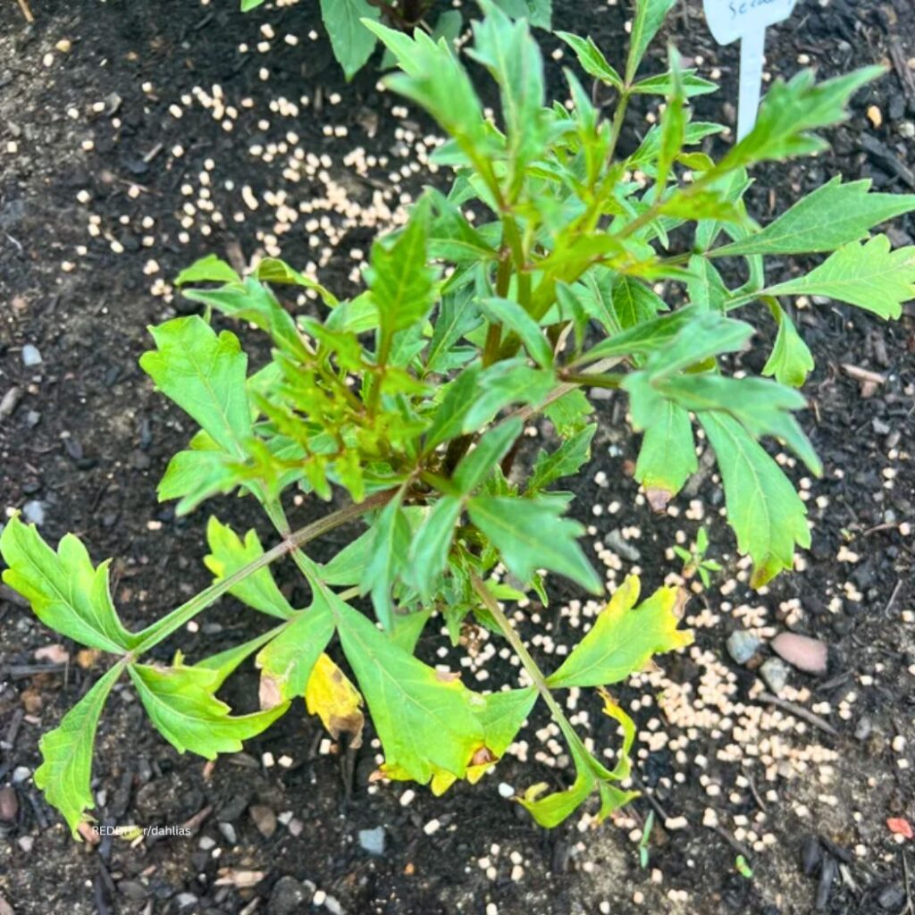 Fertilizing Dahlias
