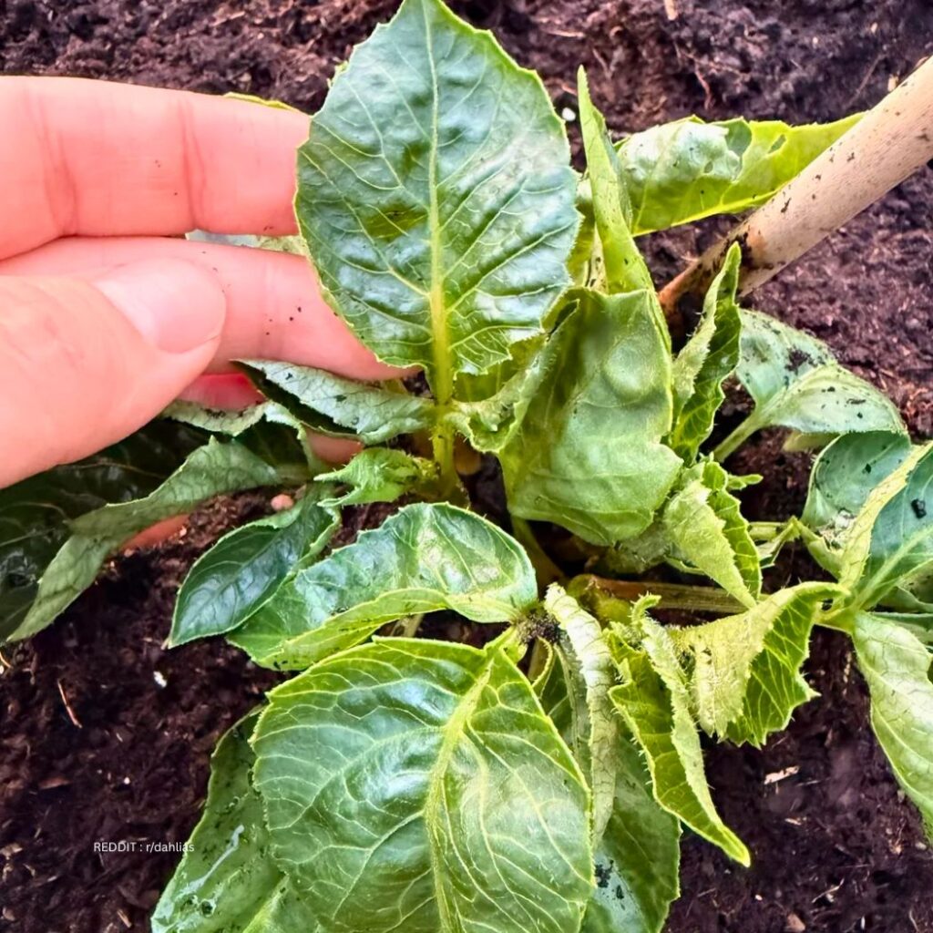 Fertilizing Dahlias 2
