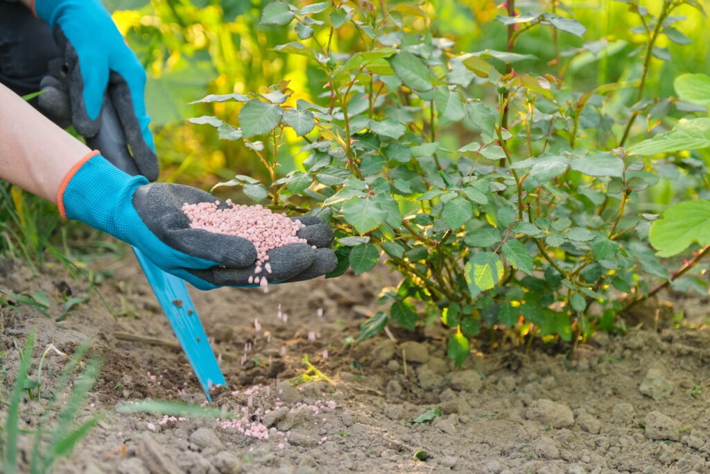 Fertilizing Rose Flower