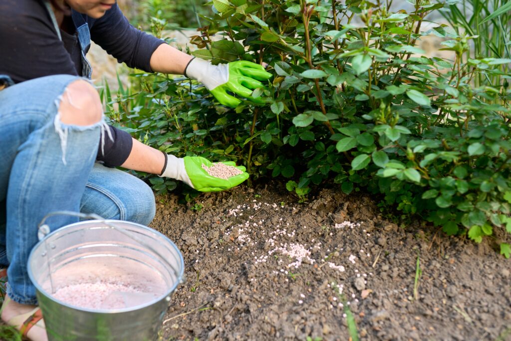 Fertilizing rose soil