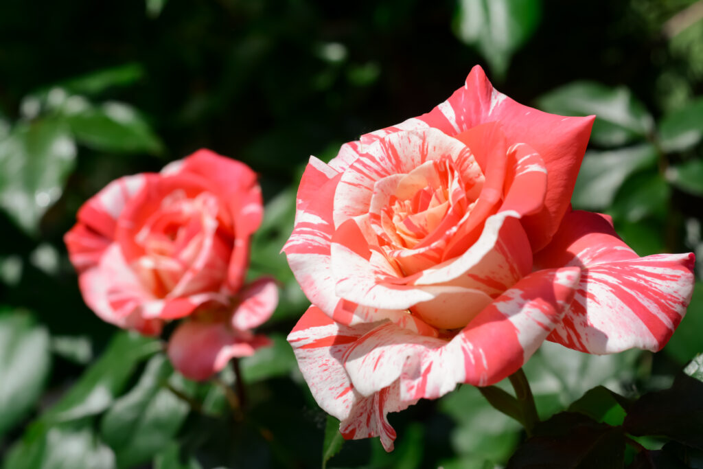 Hybrid Tea Roses