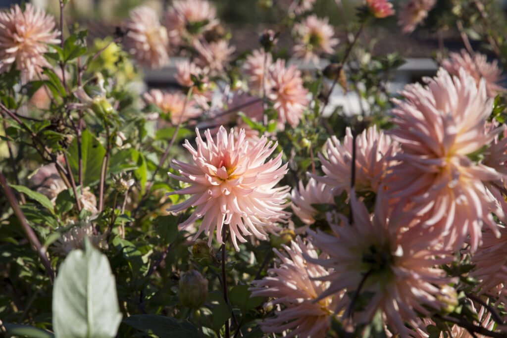 Incurved Cactus Dahlias