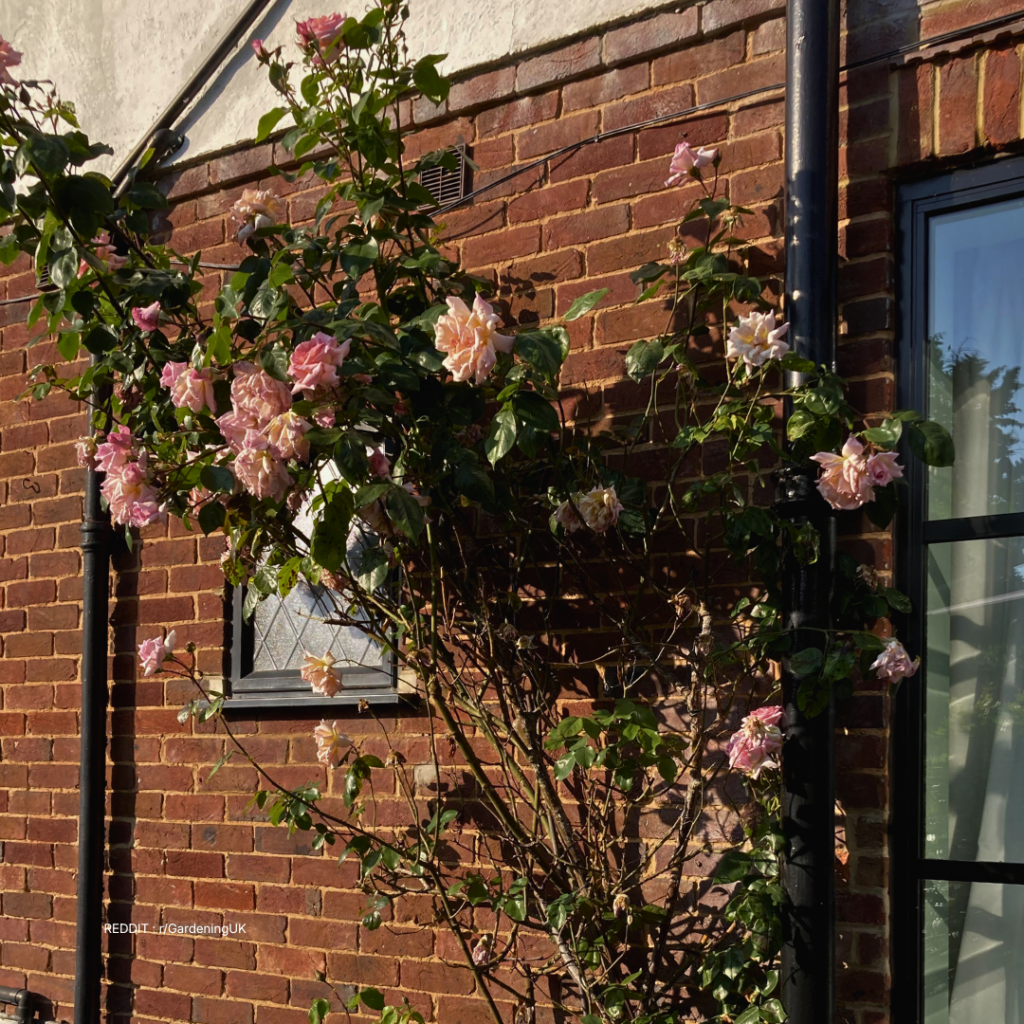 Leggy Rose Flower