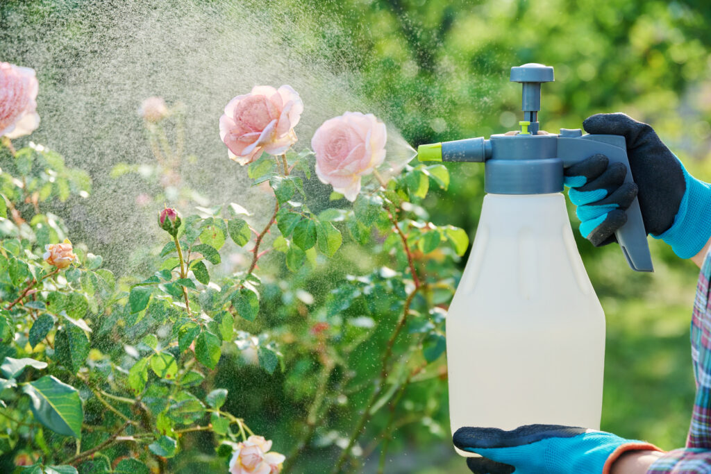 Liquid Fertilizer For roses
