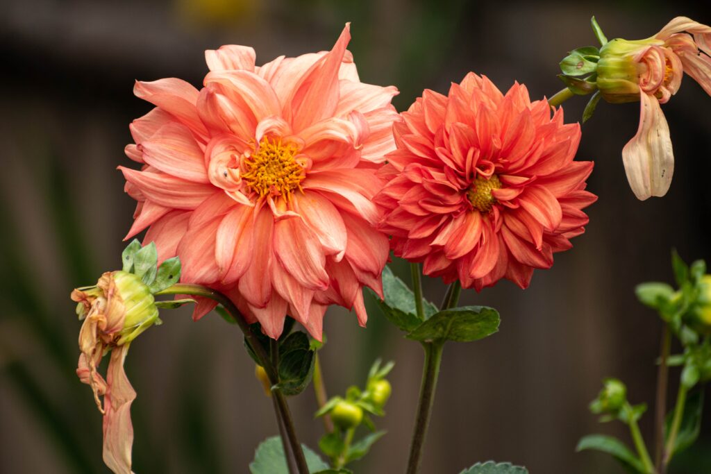 Open up Dahlia