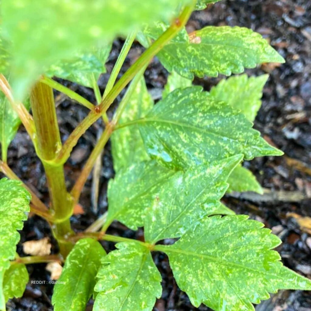 Overfertilized Dahlia
