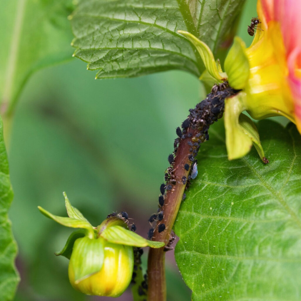 Pests on dahlia