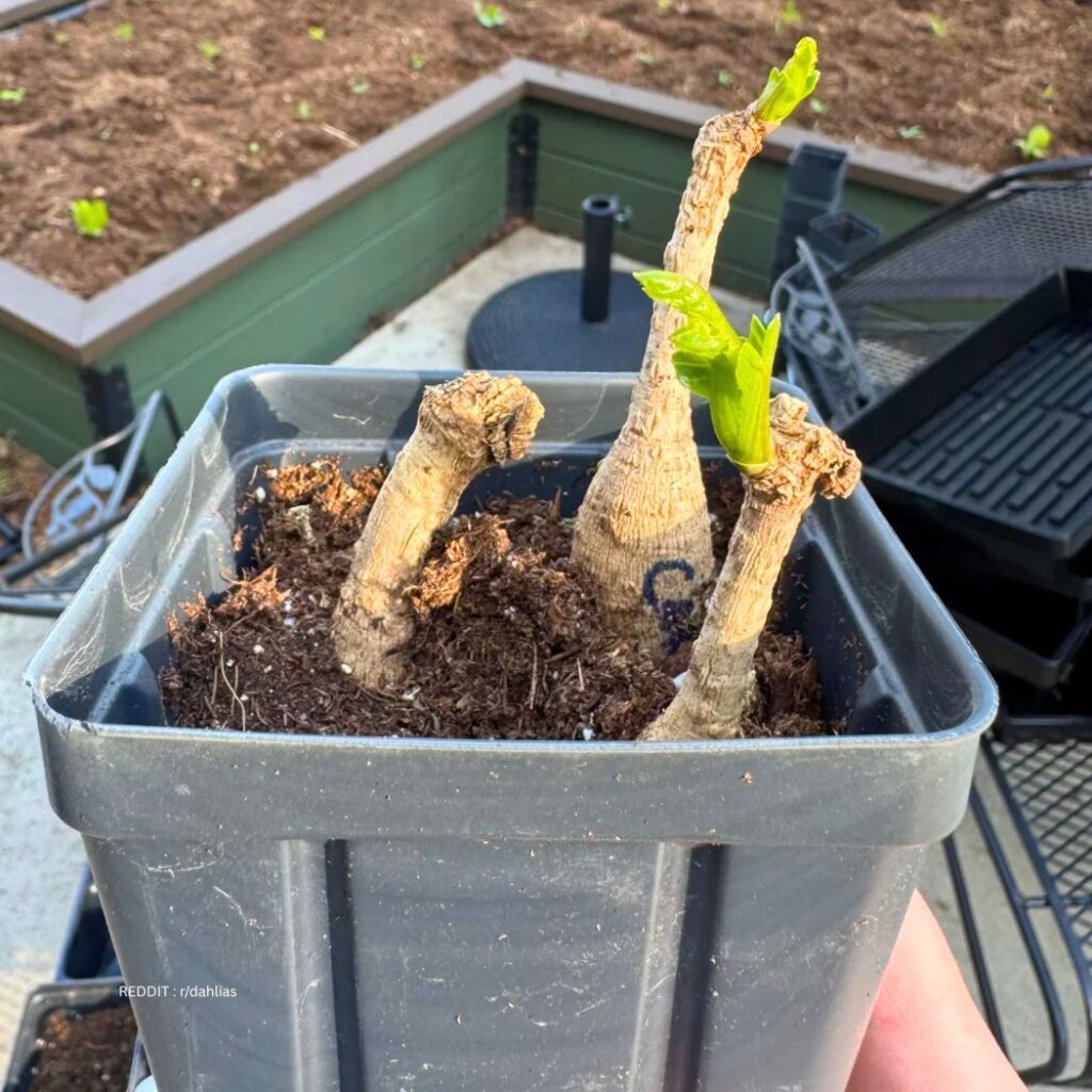 Planting Dahlia Tubers 1