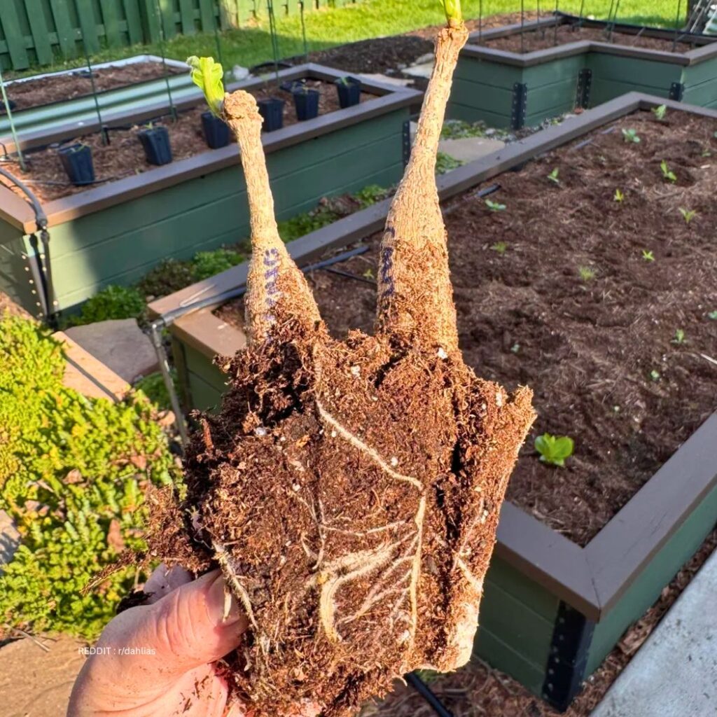 Planting Dahlia Tubers 2