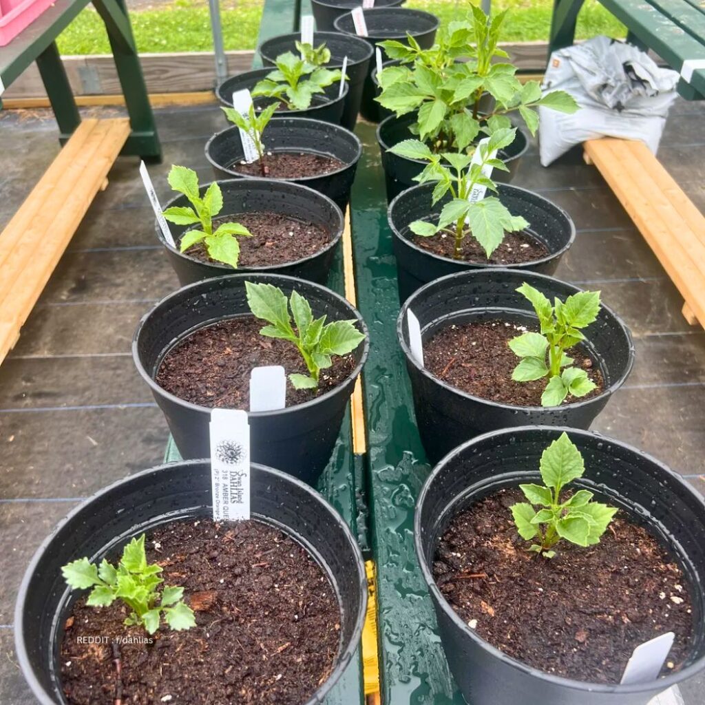 Planting Dahlias 1