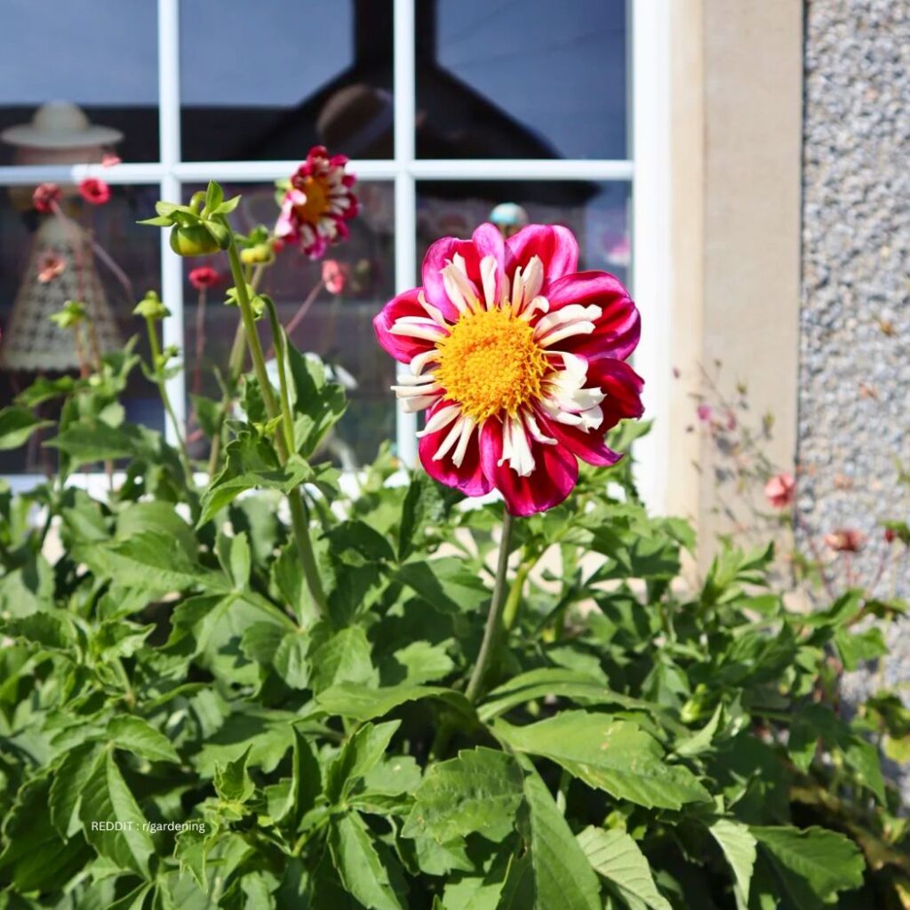 Planting Dahlias