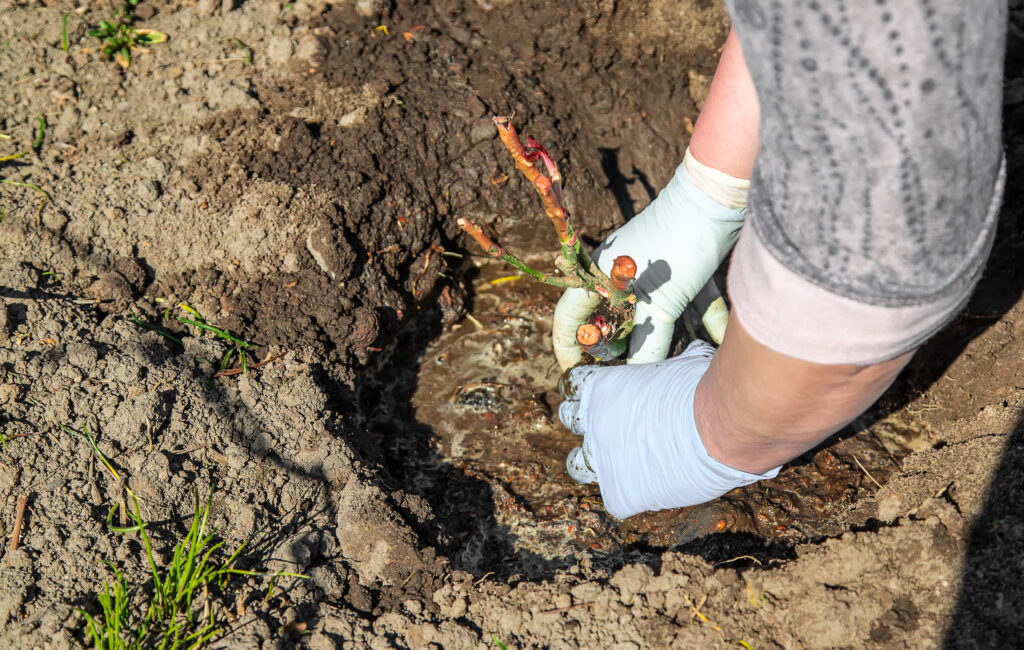 Planting Rose Flower 1