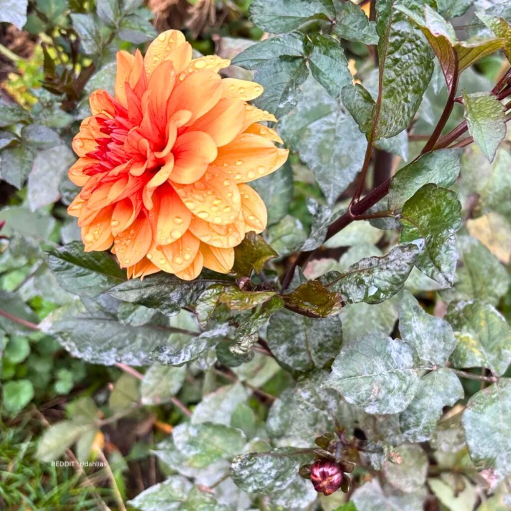 Powdery Mildew on Dahlias