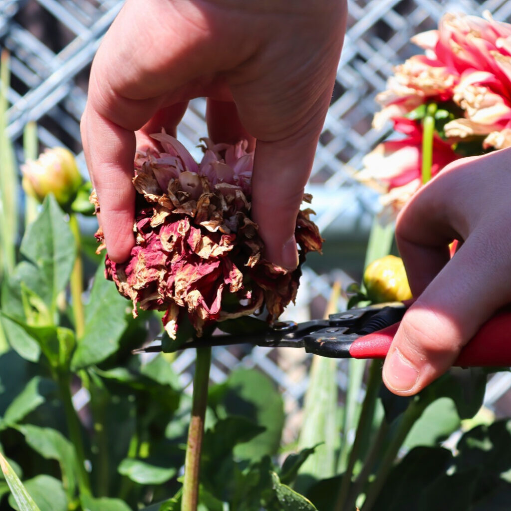Pruning Dahlia