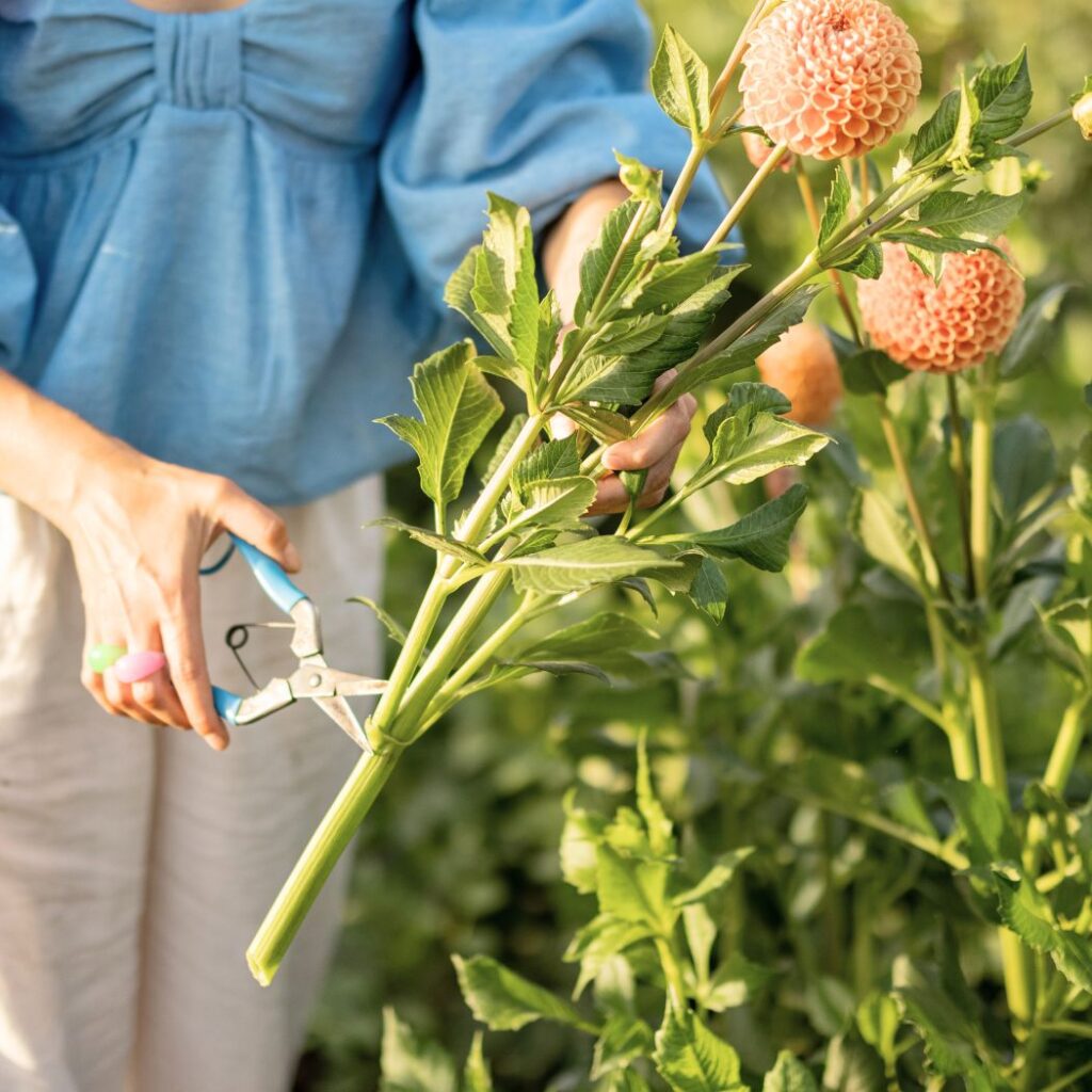 Pruning Dahlias 1