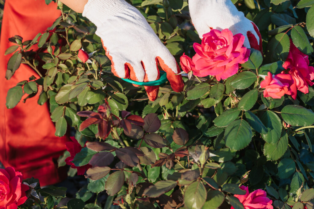 Pruning Rose Flower 1