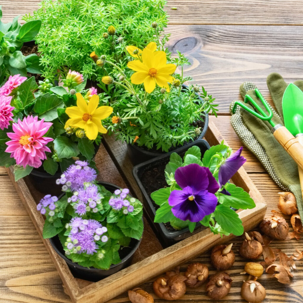 Repotting Dahlia