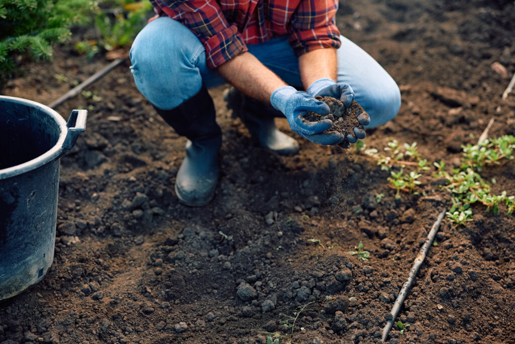 Rose Soil