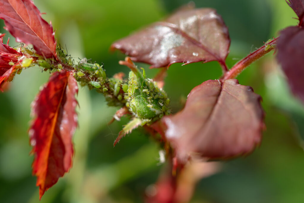 Rose flower pest