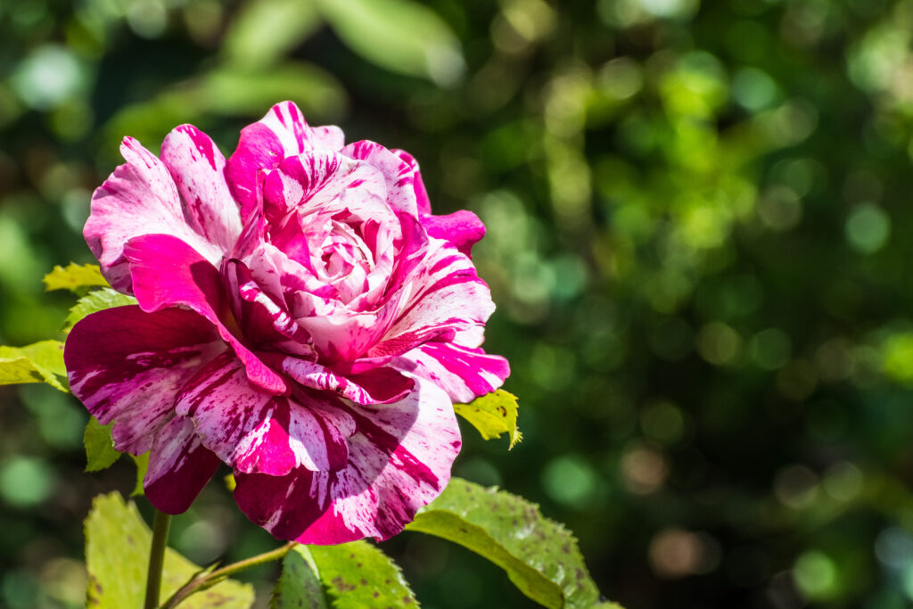 Rose in Sunlight