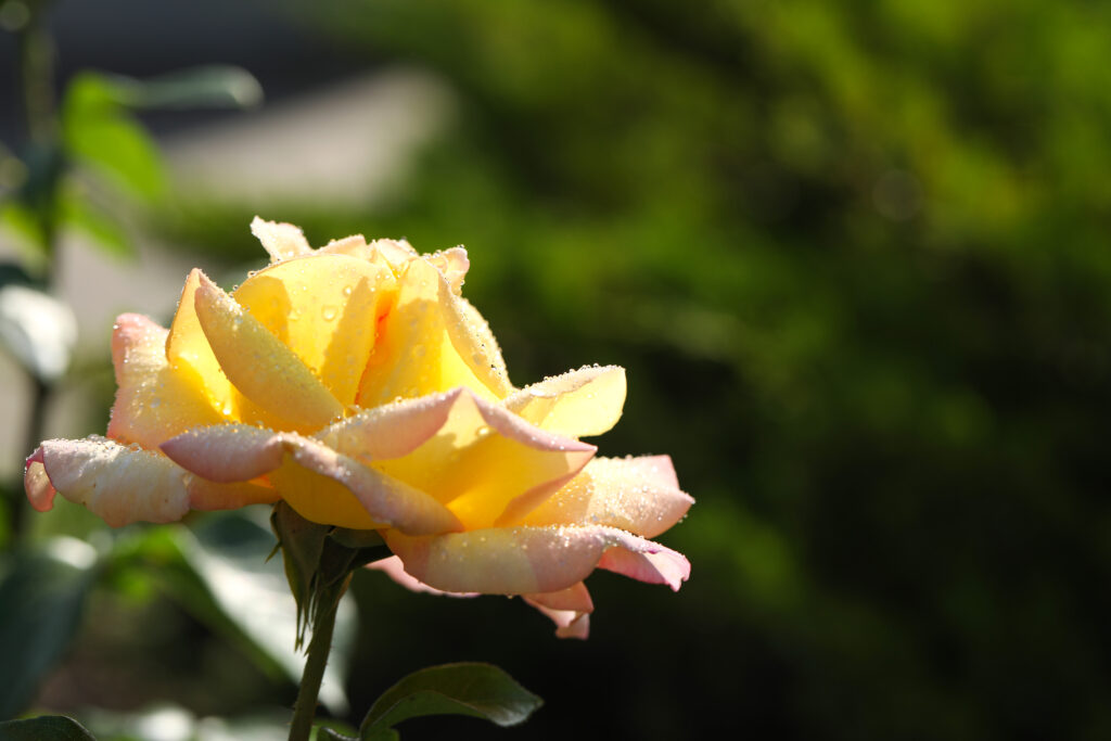 Rose in morning Sunlight