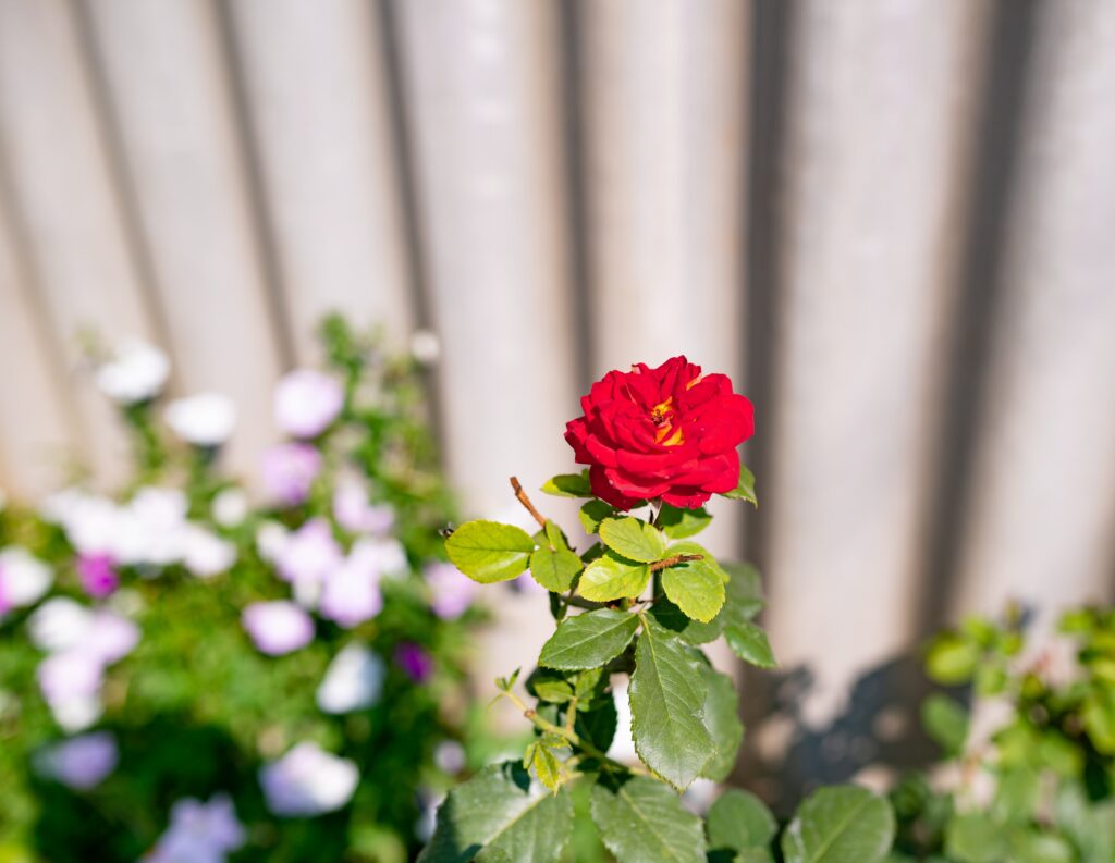 Rose in sunlight 1