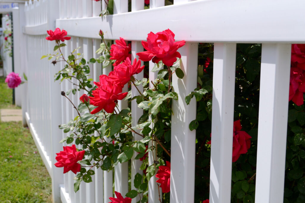 Rose planting at site decoration