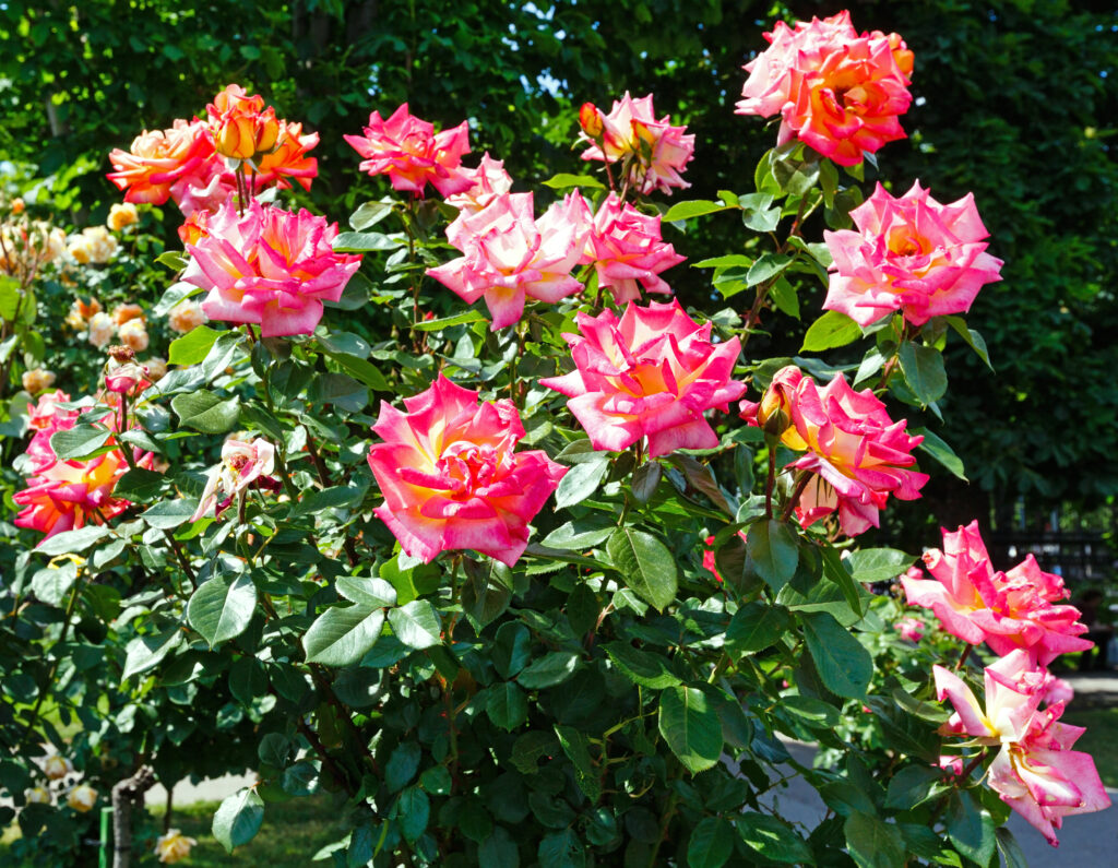 Roses in a garden