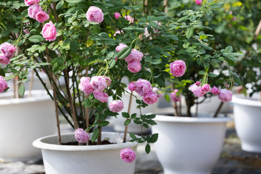 Roses in pots