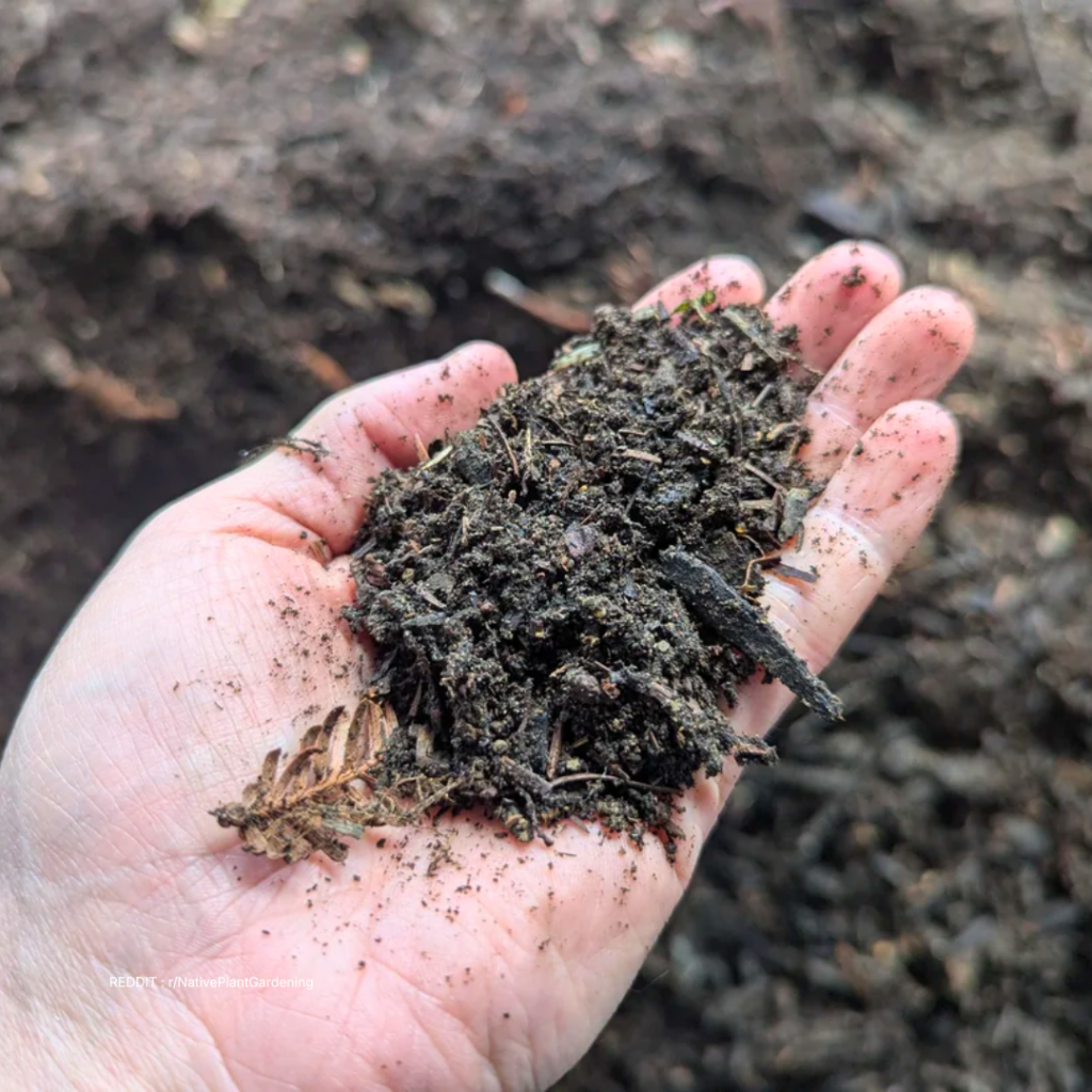 Soil For Rose Plant 1