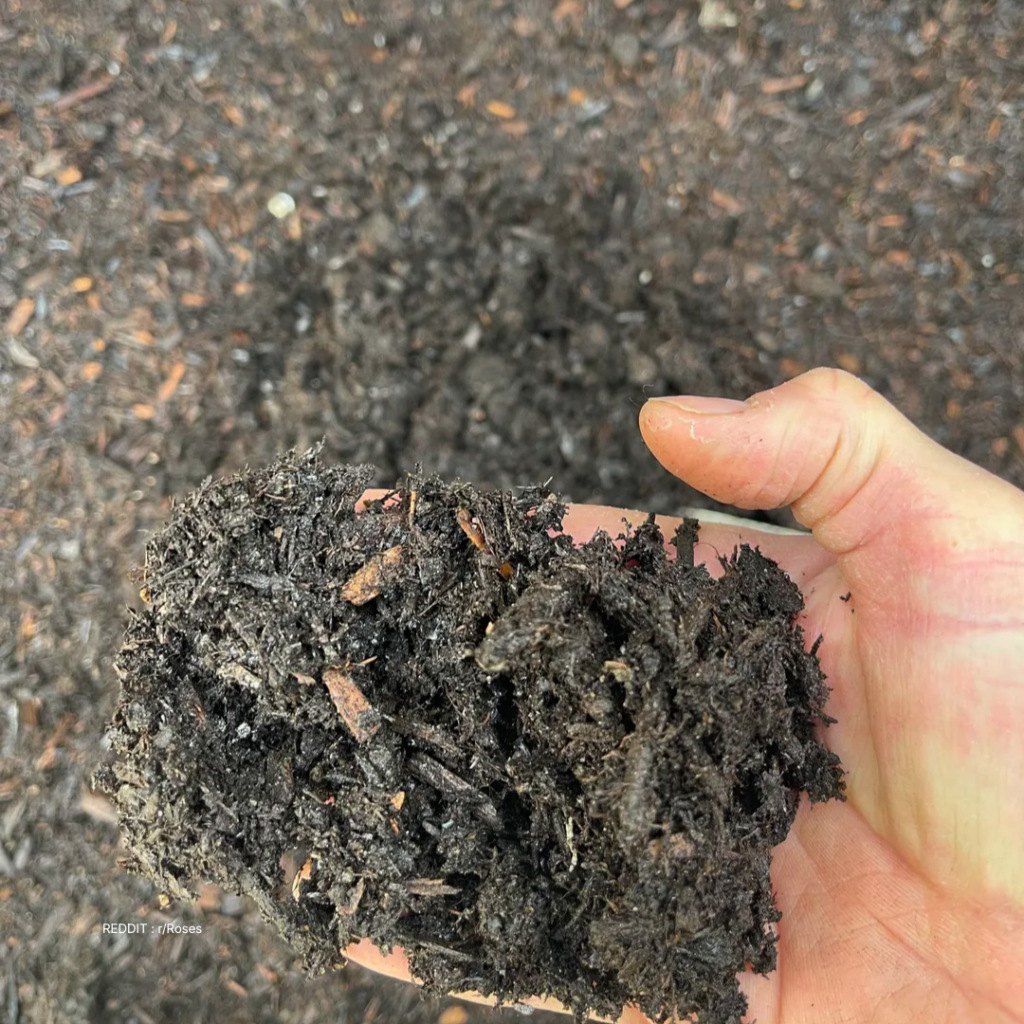 Soil For Rose Plant