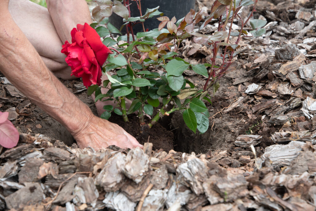 Soil Preparation for roses