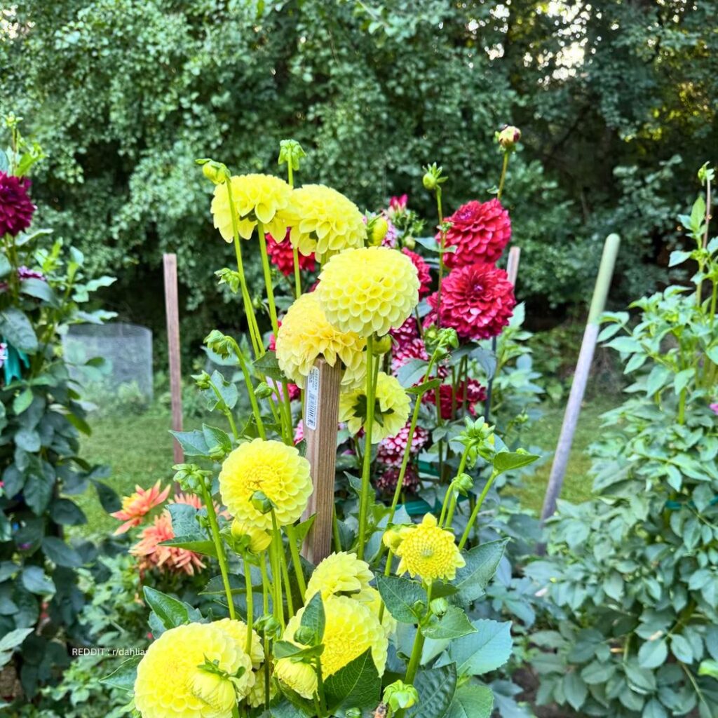Support Dahlias 1