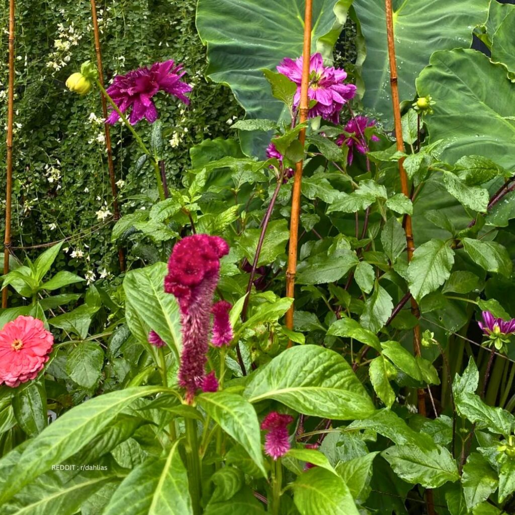 Support Dahlias