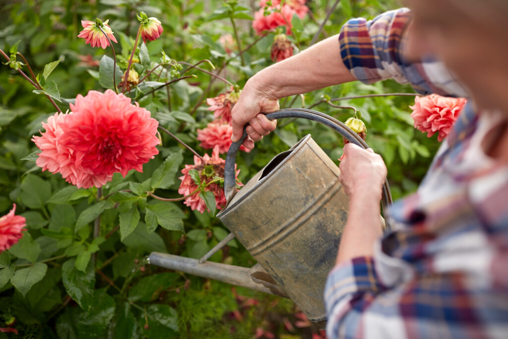 Watering Can Sprinkling Water on Dahlias