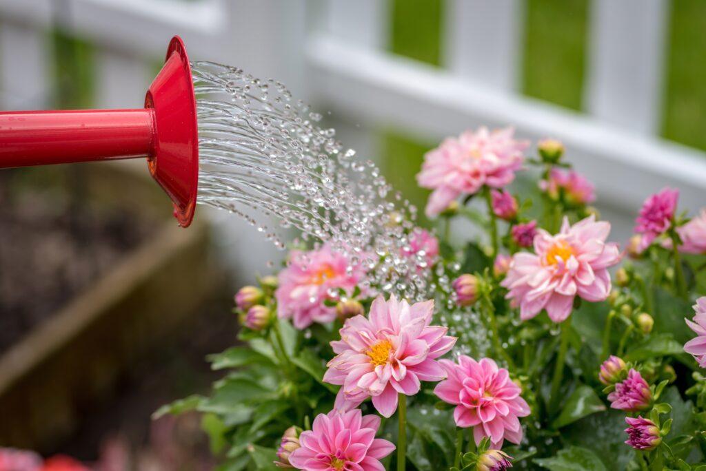 Watering Dahlias
