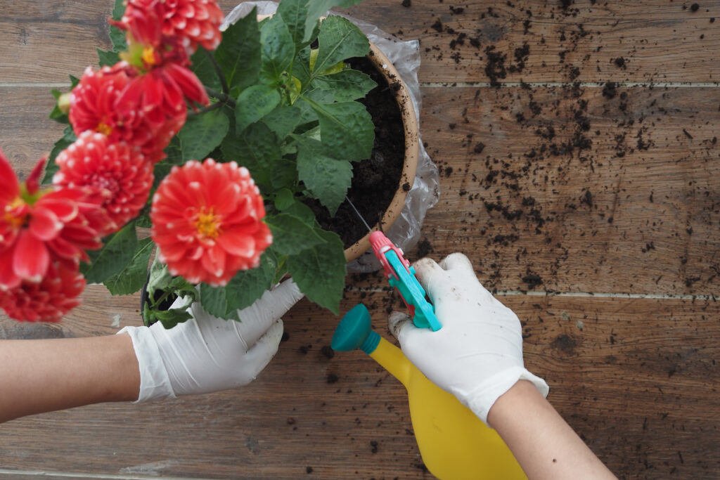 Watering Dahlias in pot