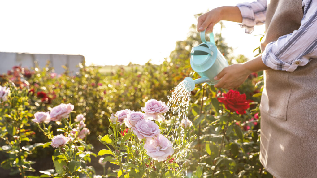 Watering Rose Flower