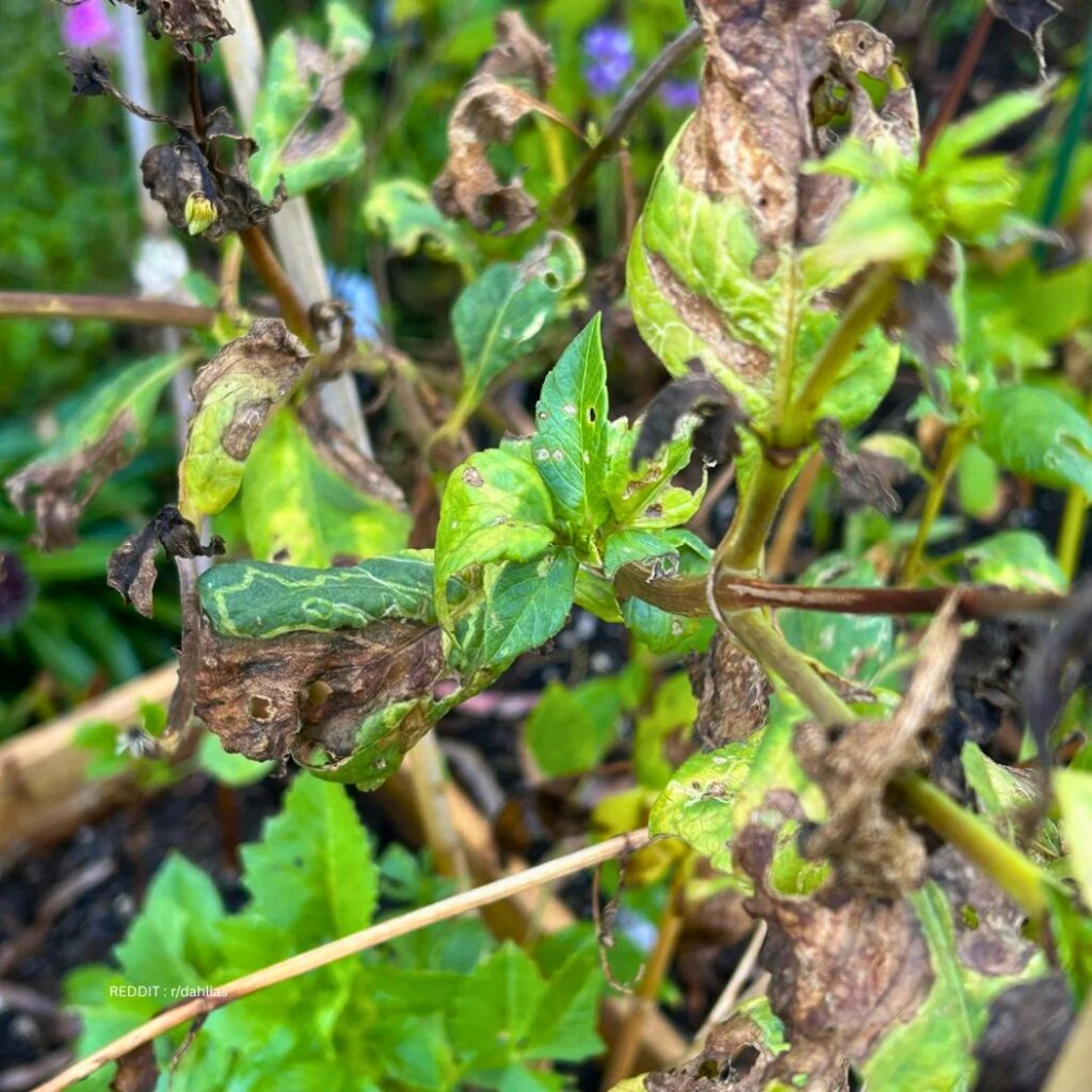 Wilted Dahlia Leaves