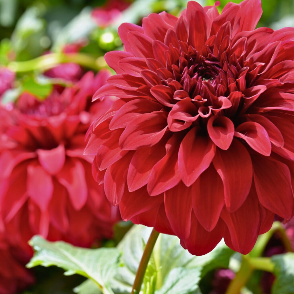 dinnerplate dahlias