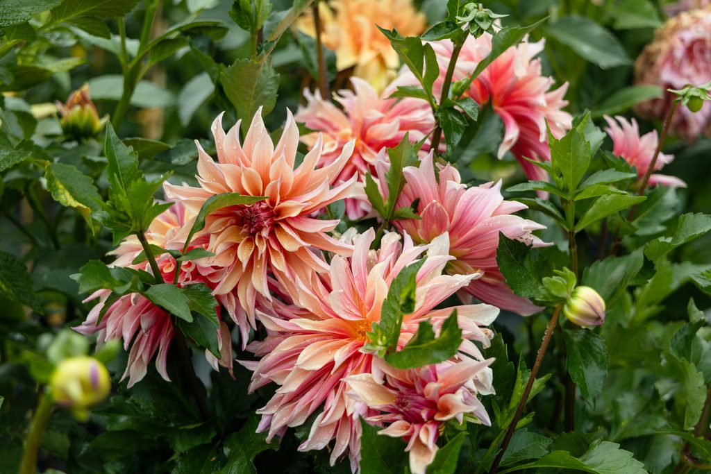 labyrinth dahlia