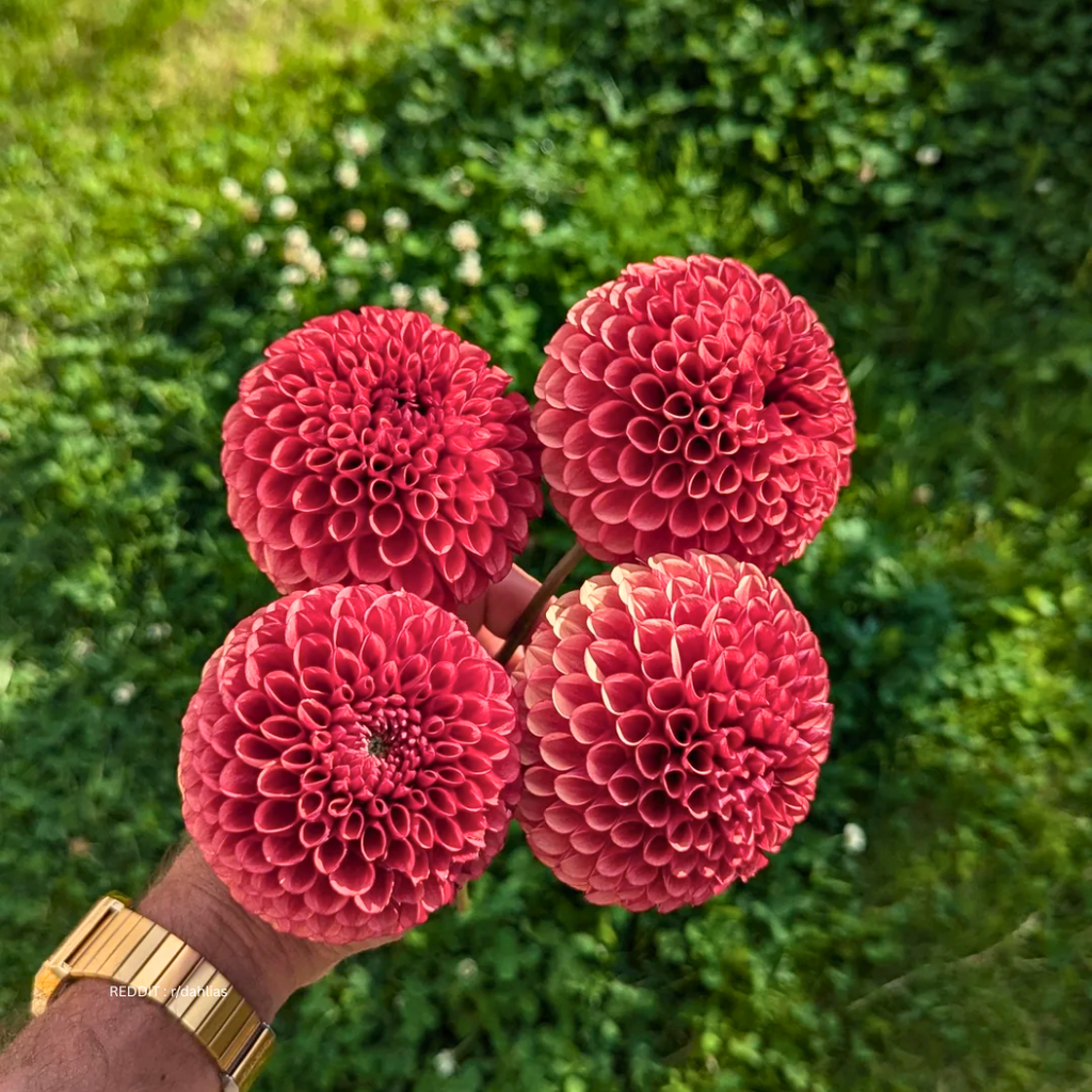 Cornel Bronze Dahlia