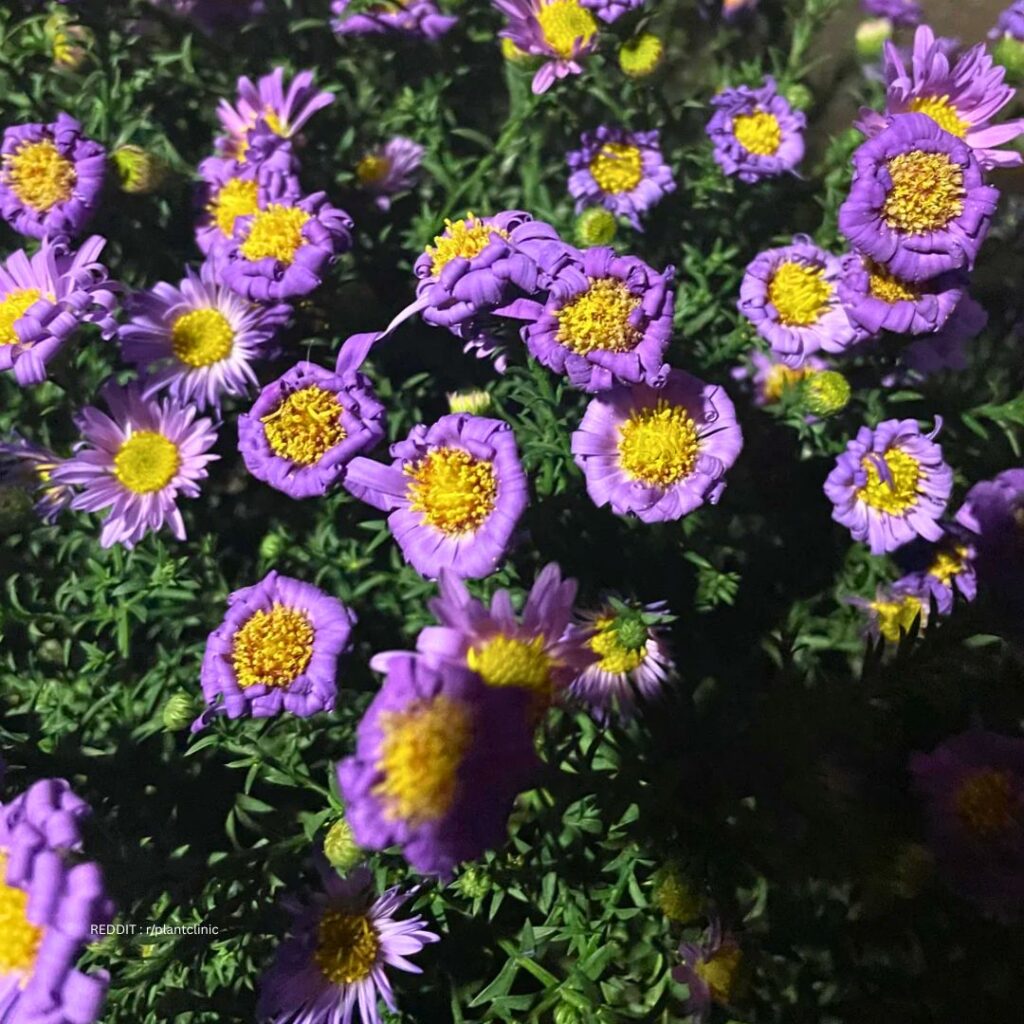 Drooping Aster