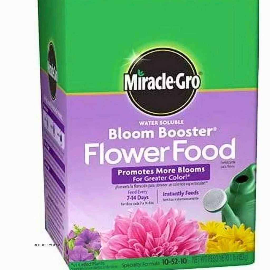 Fertilizer for Aster 3