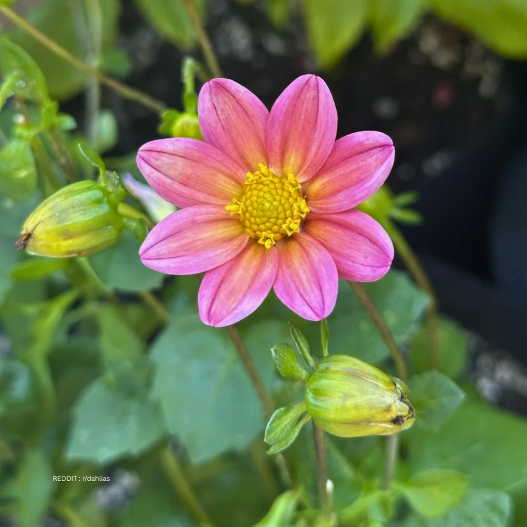 Mignon Dahlias